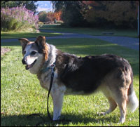 dog scouting the northwest